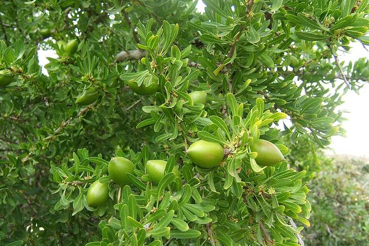 Aceite de germen de trigo