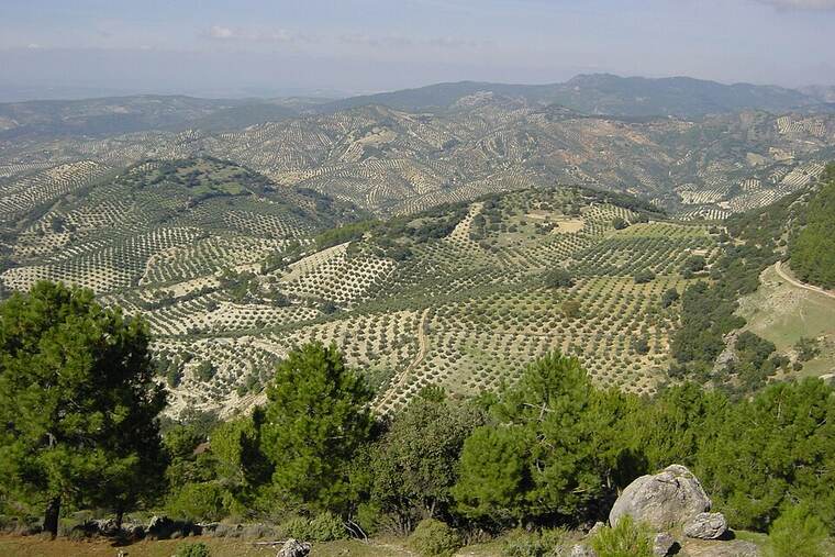 Aceite de oliva virgen extra producción ecologica