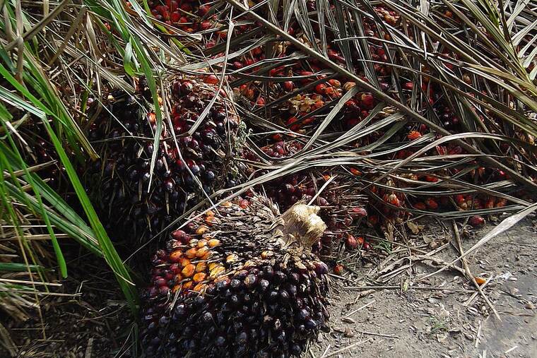 Aceite de palma
