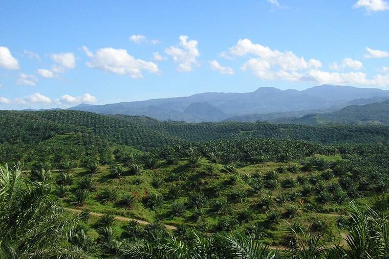Aceite de palma