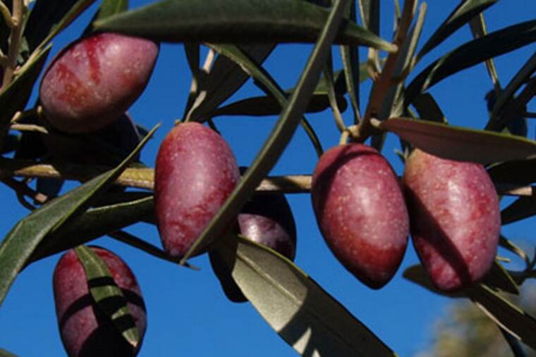 Aceituna, ingrediente de receta de envolturas de tocino y aceitunas