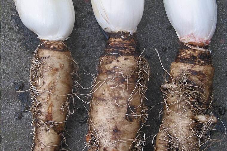 Achicoria cruda