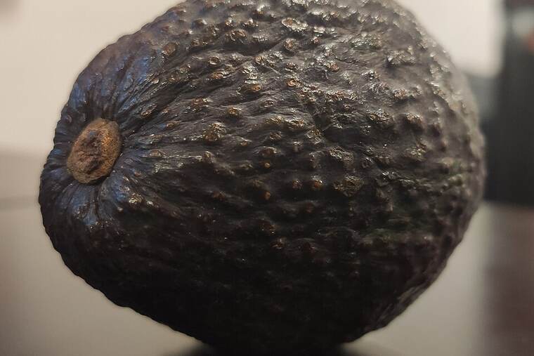 Aguacate