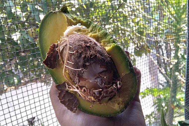 Detalle de aguacate