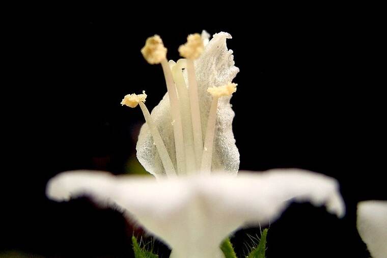 Albahaca