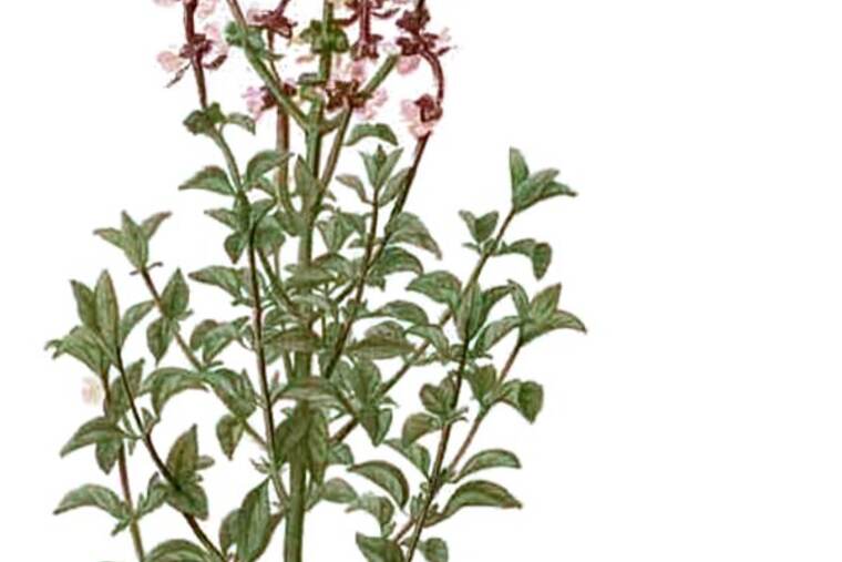 Detalle de albahaca