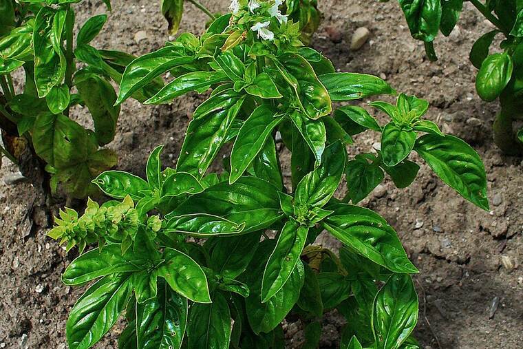 Albahaca