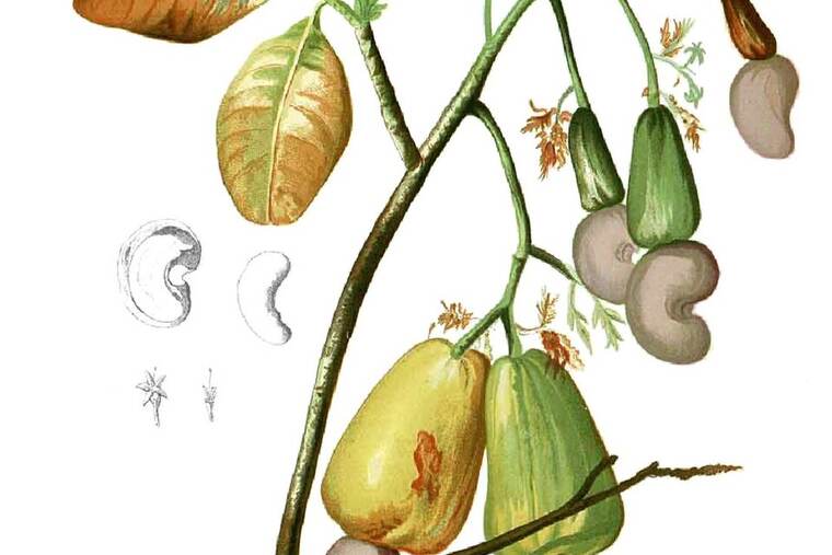 Anacardo crudo, uno de los ingredientes de receta de pollo con anacardos