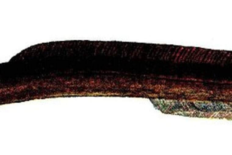 Anguila hervida