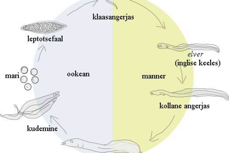 Anguila hervida