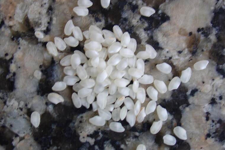 Arroz hervido