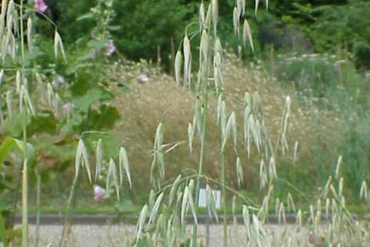 Detalle de avena cruda