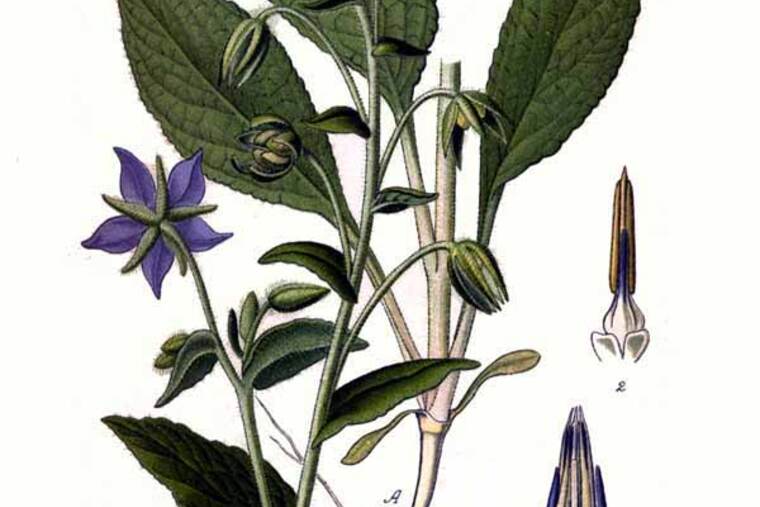 Detalle de borraja