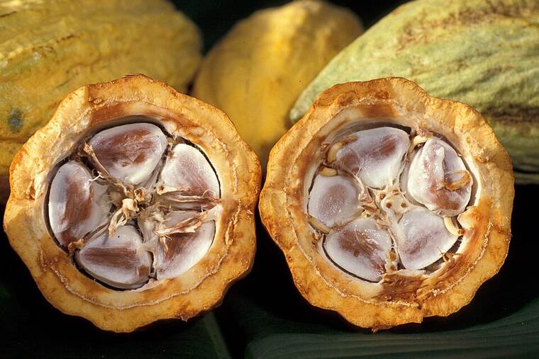 Batido lácteo de cacao bajo en calorías