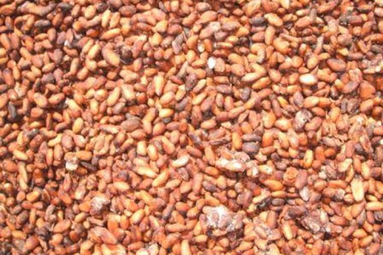 Cacao en polvo azucarado bajo en calorías