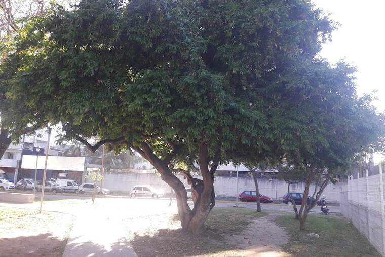 Canela en polvo