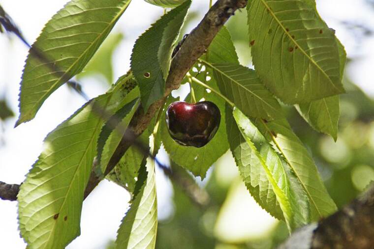 Detalle de cereza