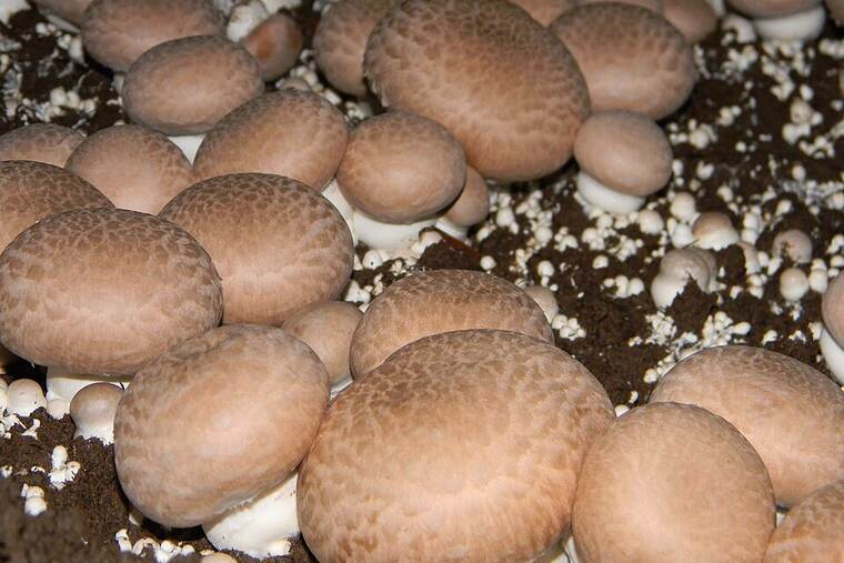 Detalle de champiñones en conserva