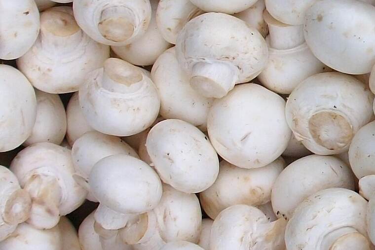 Champiñones en conserva