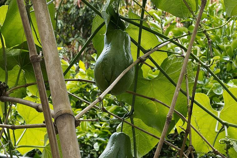 Chayote crudo