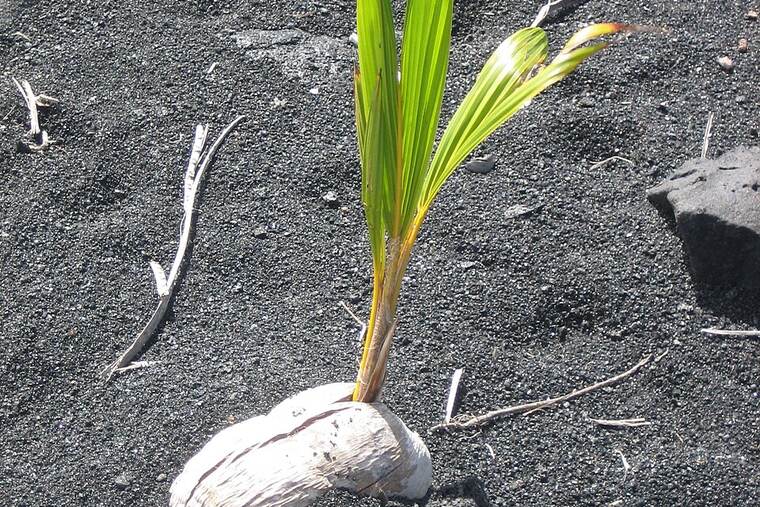 Detalle de coco desecado
