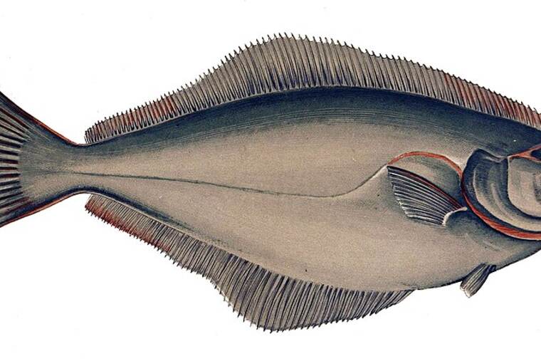 Fletan crudo