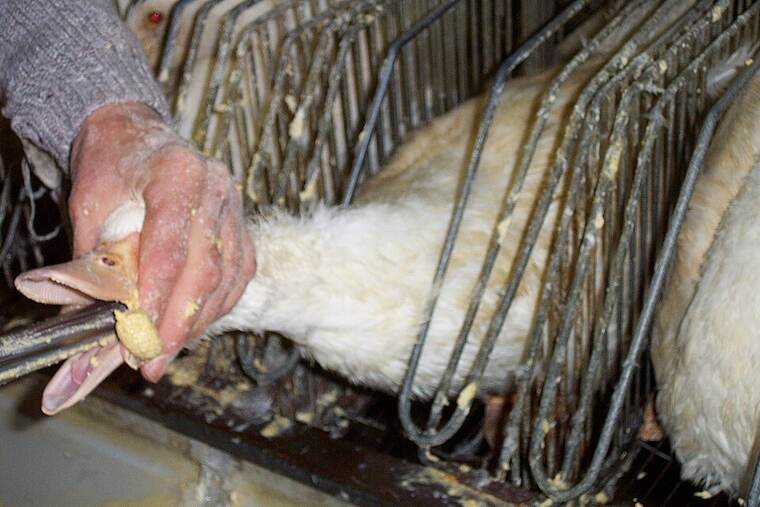 Foie gras