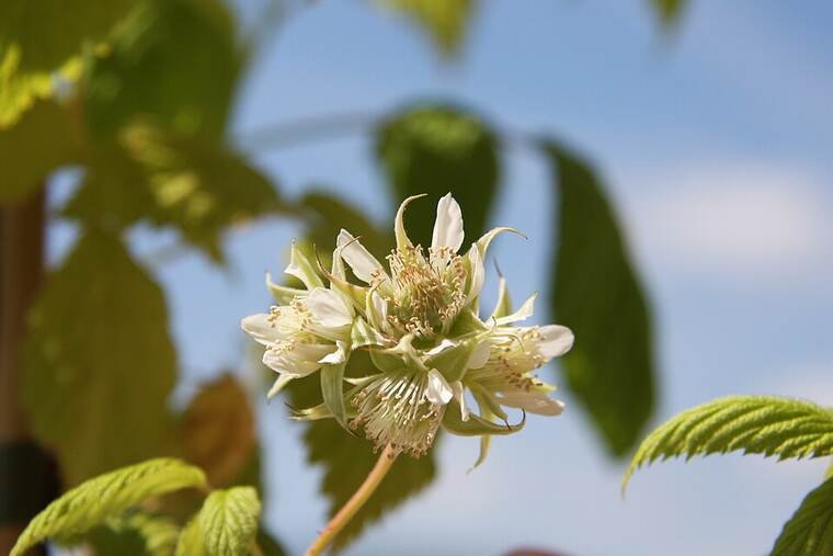 Detalle de frambuesa cruda