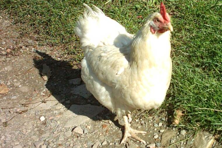 Gallina entera cruda, uno de los ingredientes de gallinas de cornish game ricardo