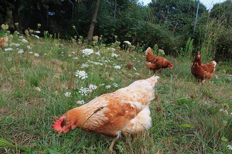 Detalle de gallina entera cruda