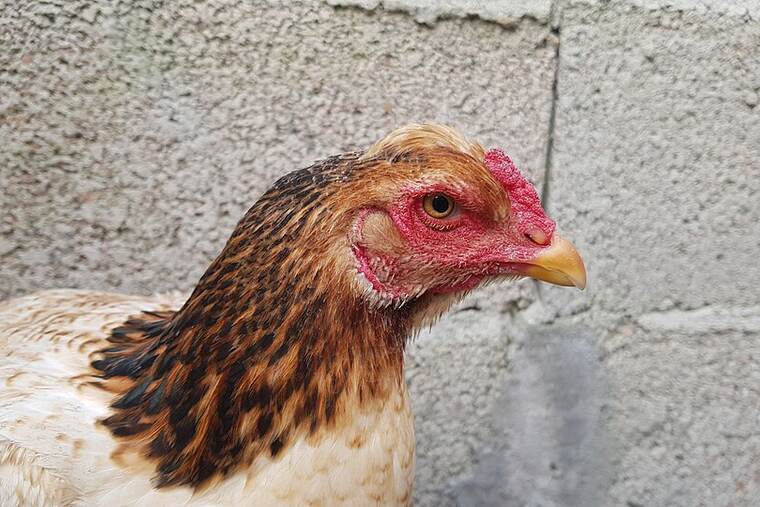 Gallina entera cruda