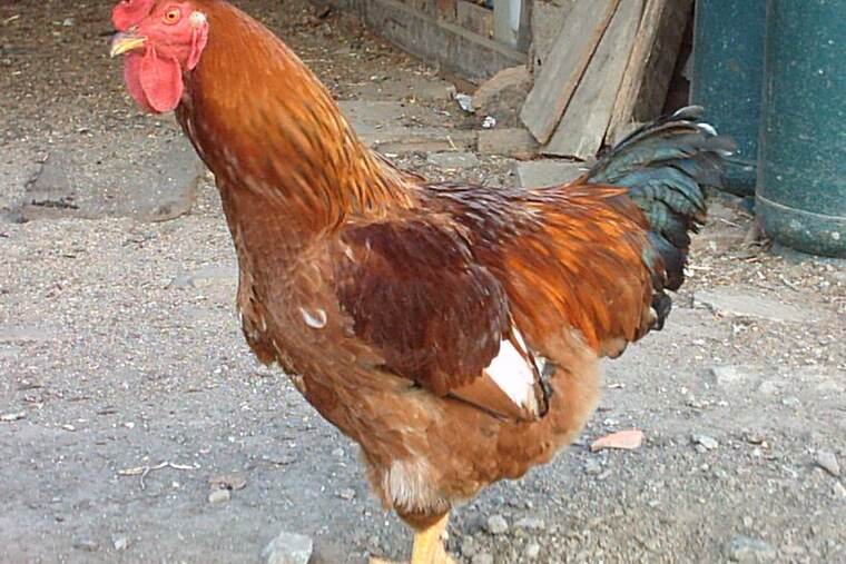 Gallo