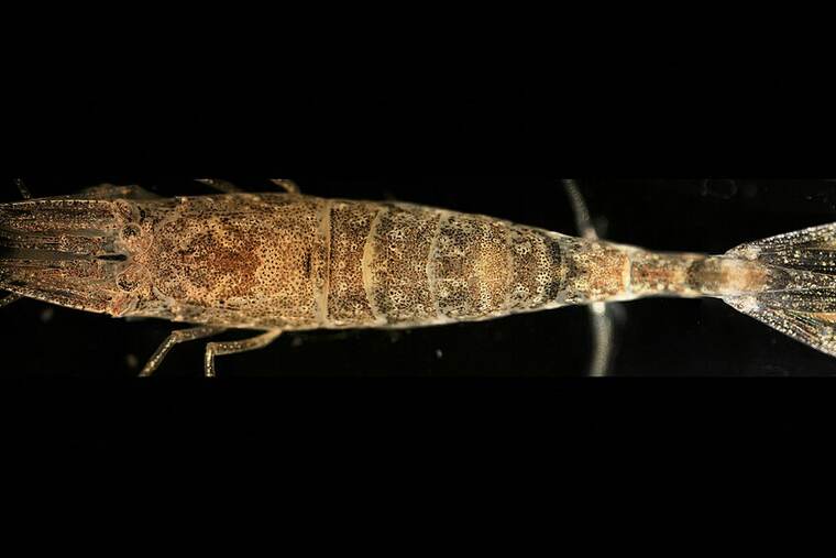 Gamba quisquilla congelada