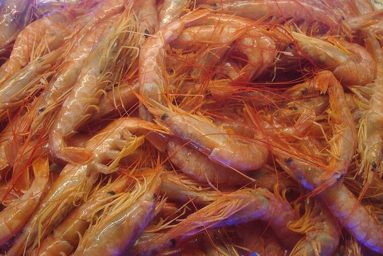 Gamba roja cruda, ingrediente de sopa de pescado