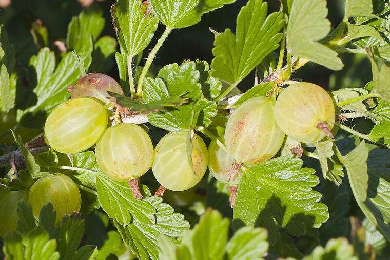 Grosella cruda