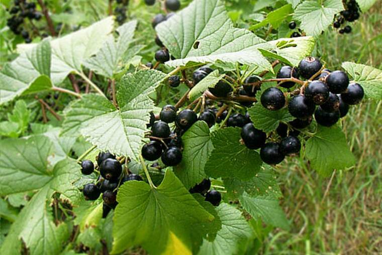 Grosella negra cruda