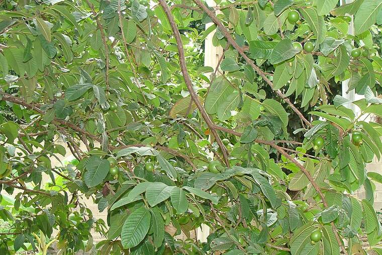 Guayaba enlatada en almíbar