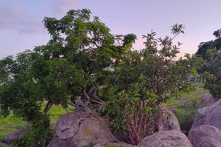 Detalle de guayaba enlatada en almíbar