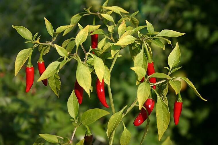 Guindilla picante