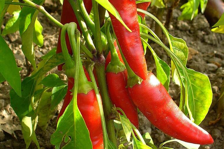 Guindilla picante