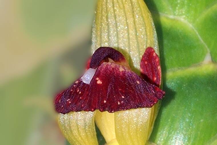 Jengibre