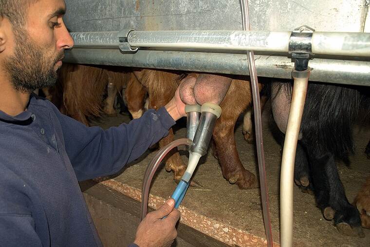 Leche de cabra