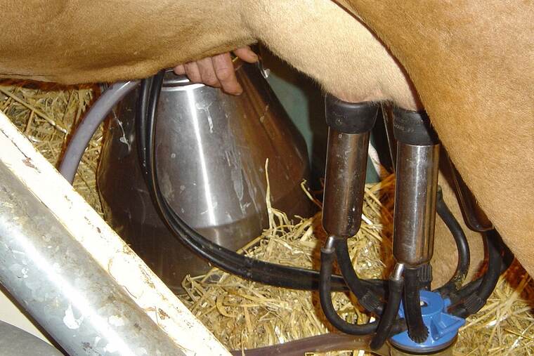 Leche de vaca desnatada condensada con azúcar