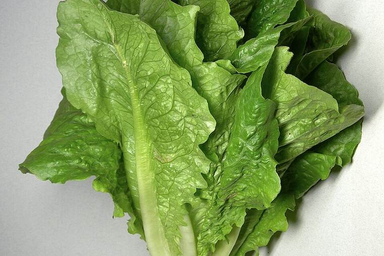 Lechuga