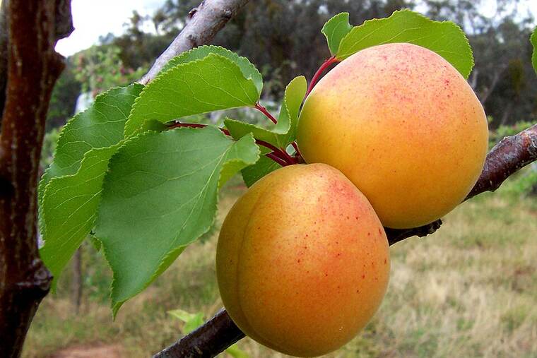 Detalle de licor apricot