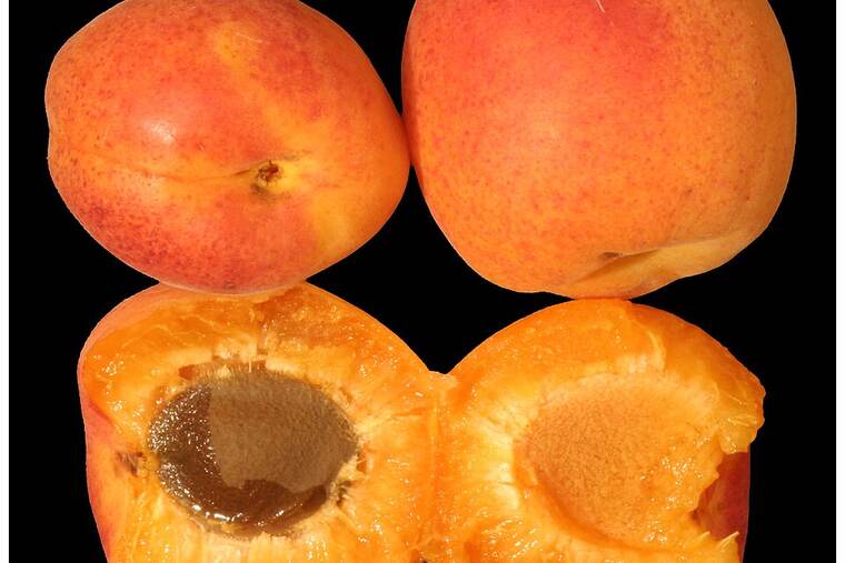 Licor apricot