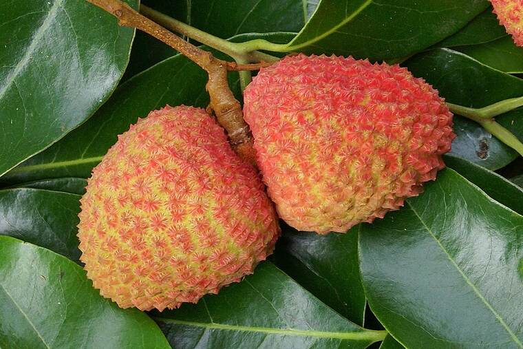 Litchi crudo