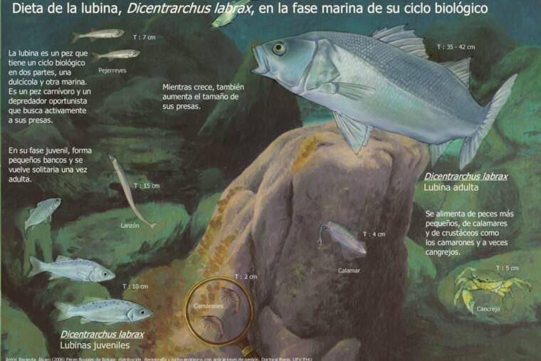 Detalle de lubina