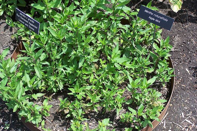 Menta fresca