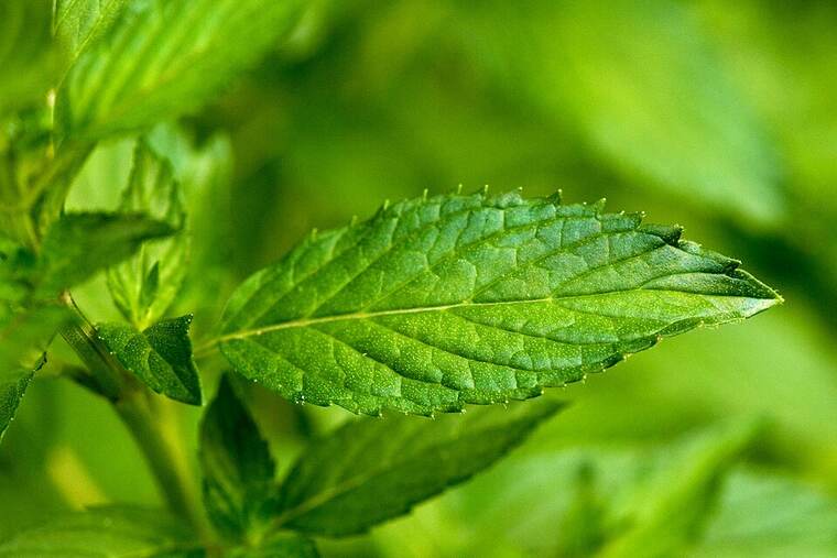 Menta fresca